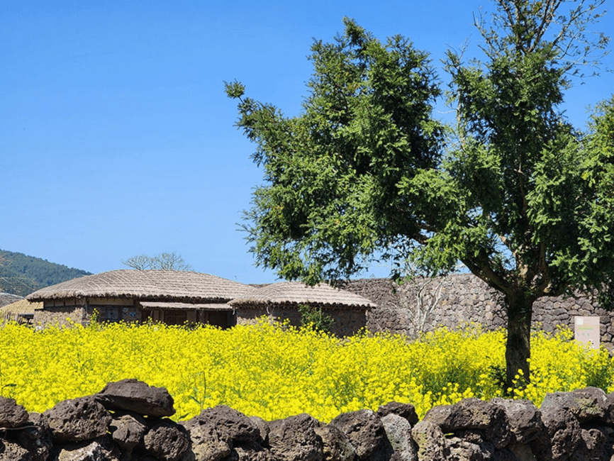 imagen n.º 27 de Jeju: Excursión de un día por los lugares de la UNESCO del este de Jeju actividad en Provincia de Jeju, subida por el proveedor