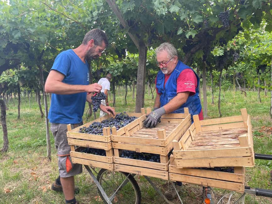 Immagine nº 5 di Il tour completo dell'Amarone: 2 cantine, pranzo e approfondimento sull'Amarone attività a Verona, caricata dal fornitore
