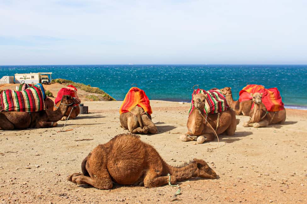 imagen n.º 17 de Desde Tánger: Excursión de día completo a Tánger, Asilah y Cabo Espartel actividad en Tánger, subida por el proveedor