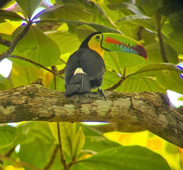 bild nr.6 av Cahuita: Guidad vandring genom Cahuita nationalpark aktivitet i Cahuita, uppladdad av arrangören