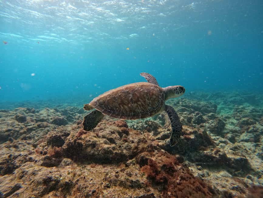 imagem n.7 de Passeio de snorkeling com guia local certificado atividade em Pedra de Lume, carregada pelo fornecedor