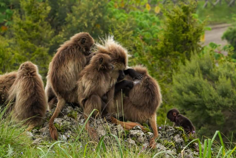 image n.35 of From Gondar: 2-Day Simien Mountains Trekking Tour activity in Gondar, uploaded by supplier