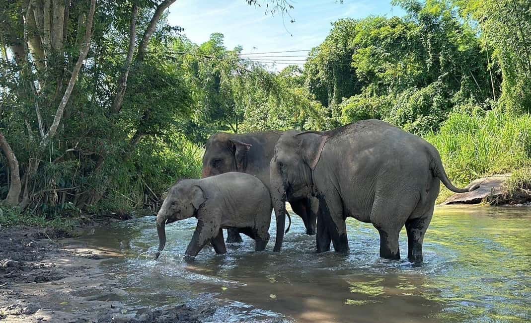 image n.8 of Chiang Mai: Elephant Sanctuary, Waterfall & Bamboo Rafting activity in Chiang Mai, uploaded by supplier