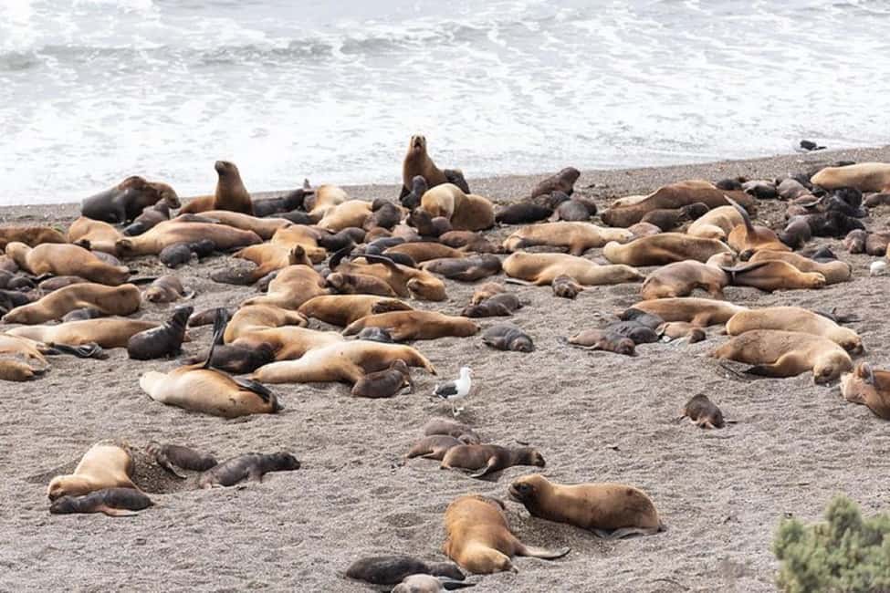 image n.3 of Cruise Shore Exc. Ea San Lorenzo (Penguins) Lunch Included activity in Argentina, uploaded by supplier