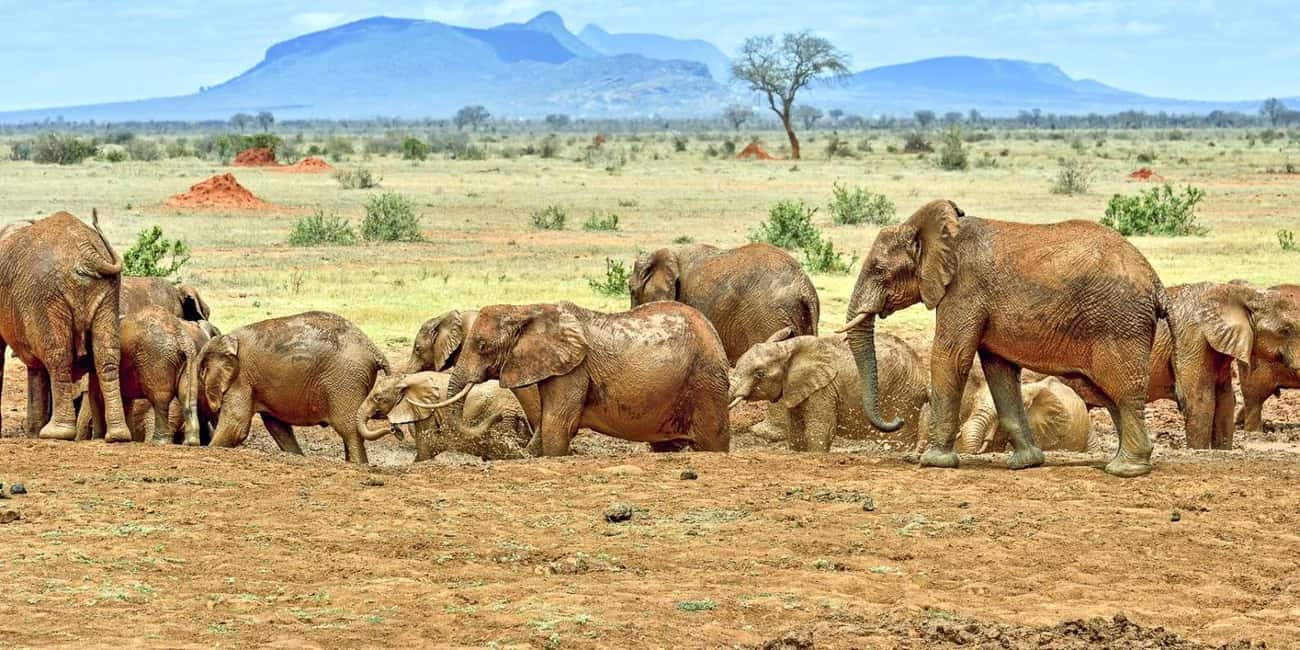 image n.67 of 2-Days Wildlife Safari to Tsavo East & Tsavo West Park activity in Coast Province, uploaded by supplier