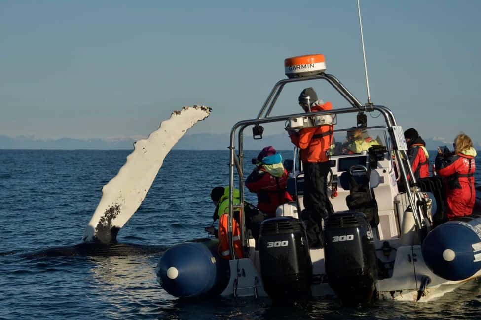 bild nr.5 av Reykjavik: RIB-båttur för val- och lunnefågelskådning aktivitet i Reykjavik, uppladdad av arrangören