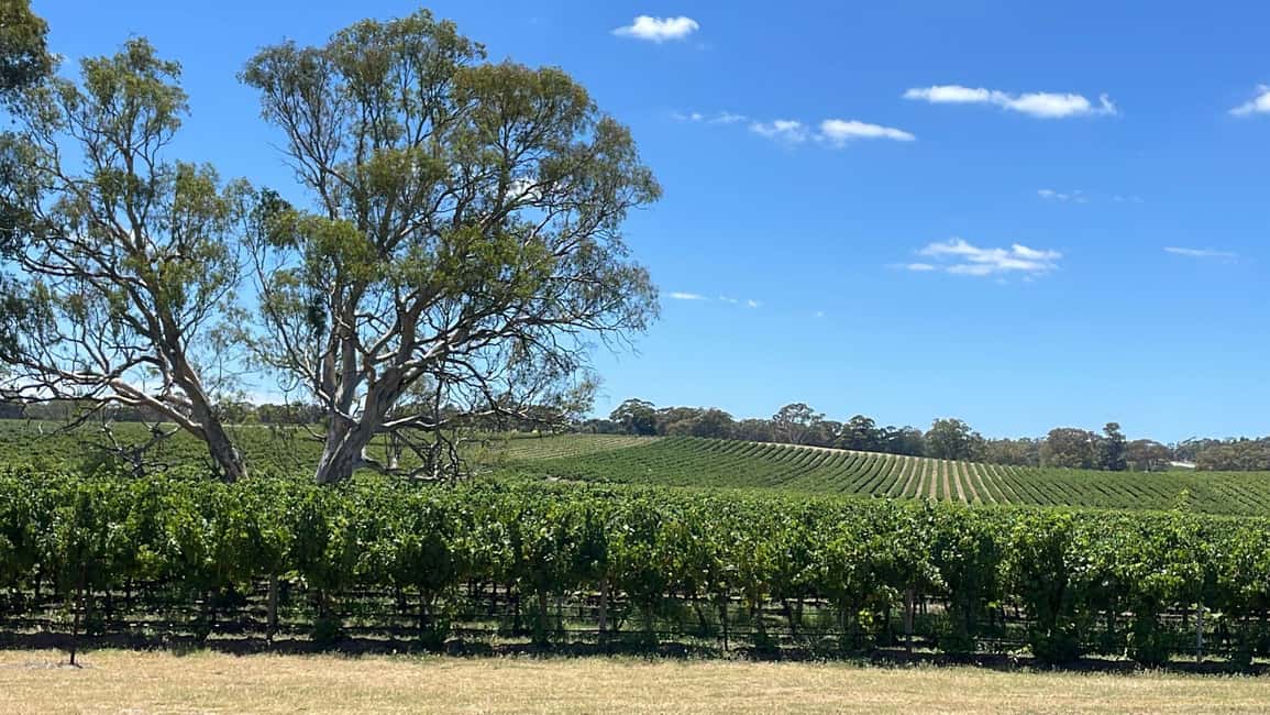 imagen n.º 11 de Desde Adelaida: Hahndorf y Valle de Barossa con almuerzo en bodega actividad en Nuriootpa, subida por el proveedor