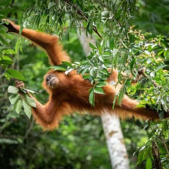 afbeelding n.5 van Bukit Lawang: Een unieke wildlife tour & overnachting in de jungle activiteit in Riau, geüpload door aanbieder