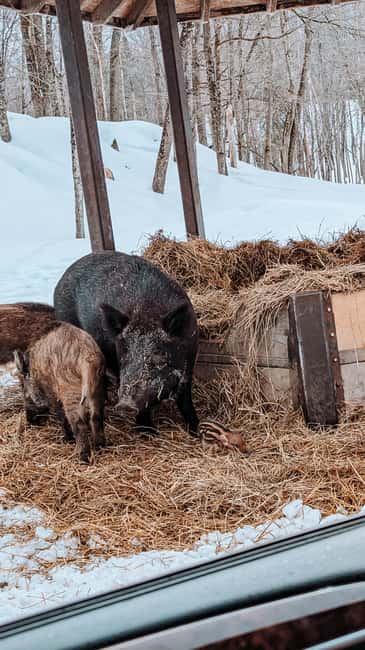 imagem n.23 de Otava: Safari privado de aventura na vida selvagem no Parc Omega atividade em Montebello, carregada pelo fornecedor
