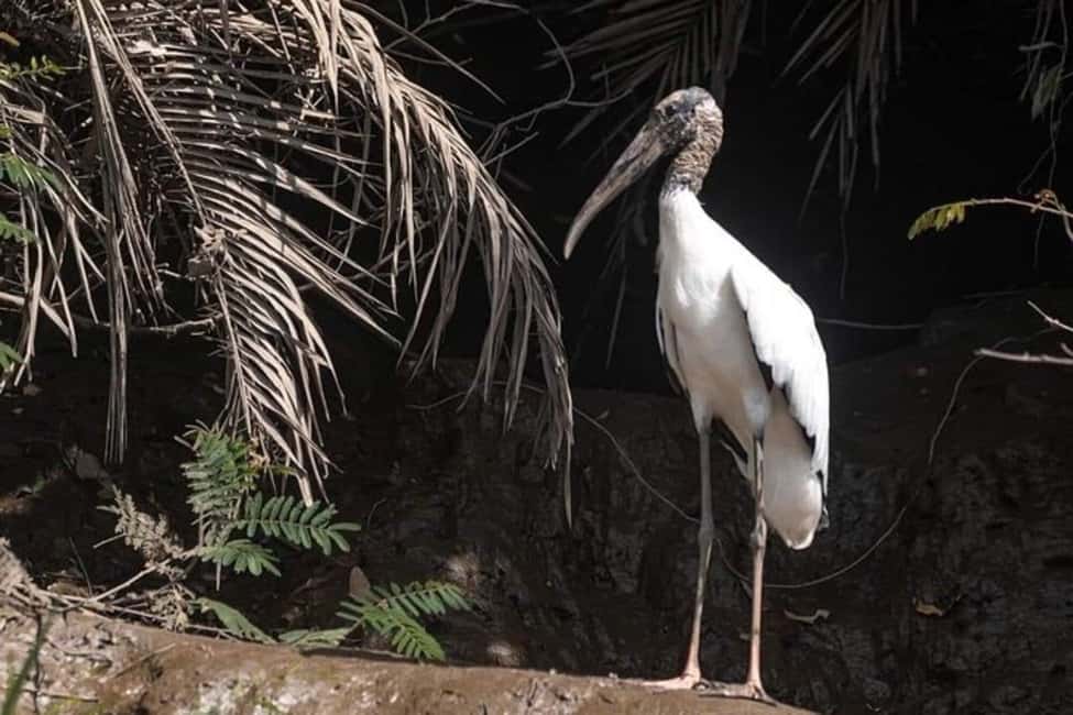Immagine nº 11 di Costa Rica: Crociera privata, safari nella fauna selvatica e ranch culturale attività a Guanacaste, caricata dal fornitore