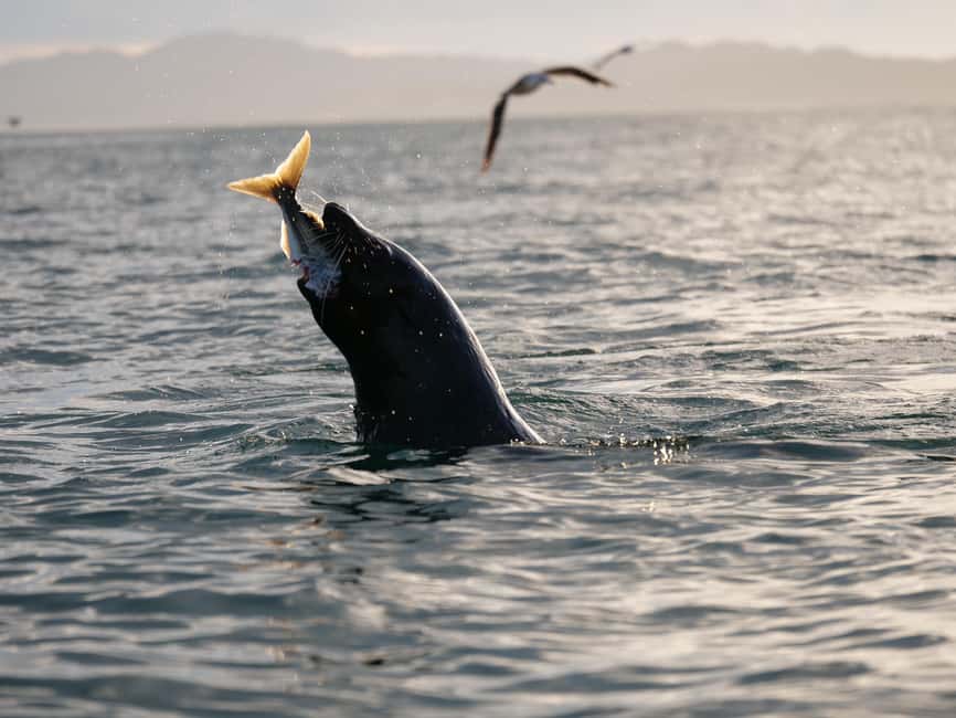 image n.2 of Kaikōura: Kayak Sunset Tour with Seal Sightings activity in Kaikoura, uploaded by supplier