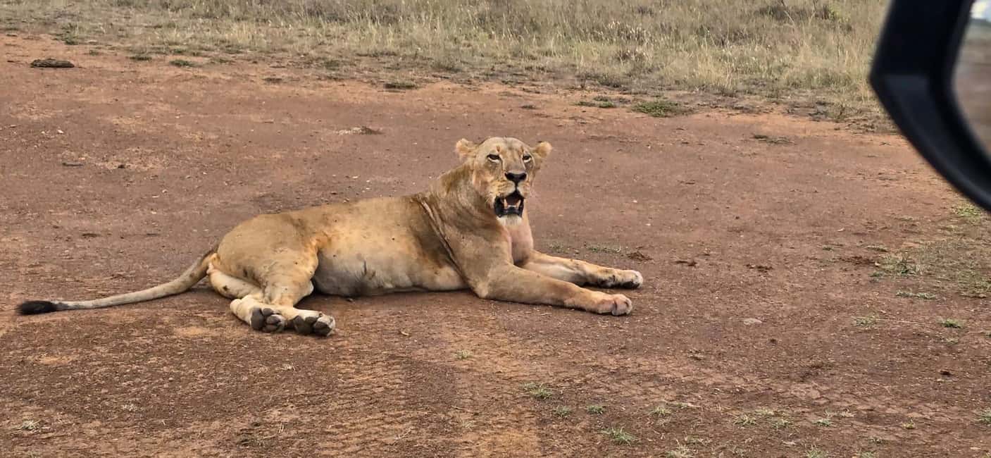 image n.28 of Nairobi: National Park & Optional Elephants & Giraffe Center activity in Nairobi, uploaded by supplier