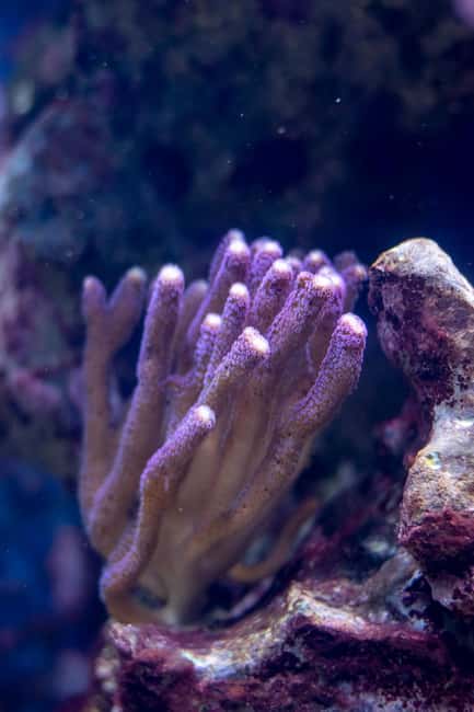image n.6 of La Paz: Coral Farm Snorkel Tour activity in La Paz, Mexico, uploaded by supplier