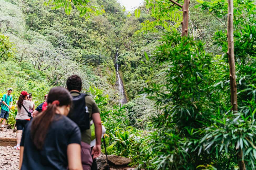 Immagine nº 10 di Oahu: Escursione alla cascata Manoa Falls con pranzo e trasferimenti attività a Honolulu, caricata dal fornitore