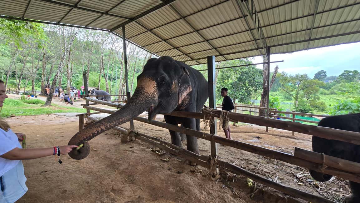 image n.14 of Phuket: Half-Day Elephant Explorer at Phuket Elephant Care activity in Kathu, Phuket, uploaded by supplier