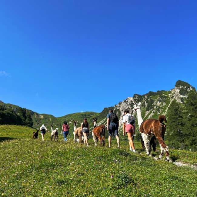 Bild Nr. 1 von Triesenberg: Spaziergang mit Lamas in den Bergen Aktivität in Triesenberg, hochgeladen vom Anbieter