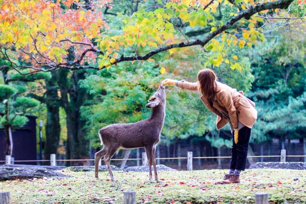 obrázek č.10 aktivity Osaka/Kyoto: Fushimi Inari Taisha, Arashiyama, Nara autobusová prohlídka v destinaci Kjóto, nahraný poskytovatelem aktivity