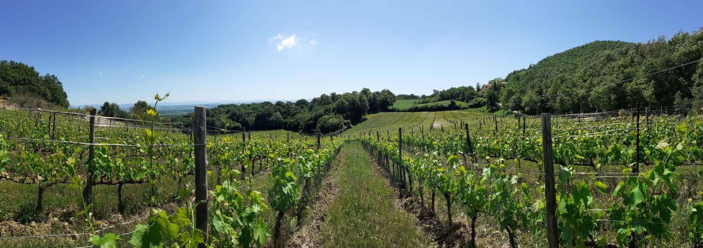 image n.6 of Montepulciano: Artisan Heroic Wine Tasting at the Terrace activity in Montepulciano, uploaded by supplier