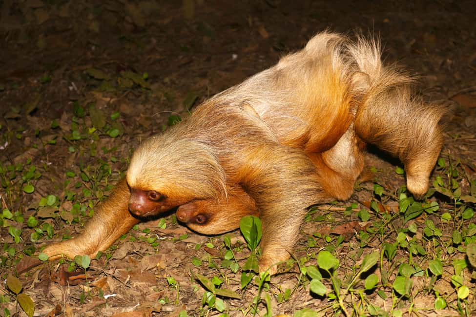 image n.5 of Puerto Maldonado: Jungle Night Tour with Sloths & Tarantulas activity in Puerto Maldonado, uploaded by supplier