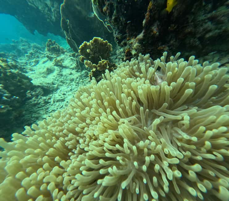 billede nr.27 af aktiviteten Koh Tao: Koh Nangyuan & Hidden Bays snorkeltur med frokost i Thailandbugten, uploadet af udbyder