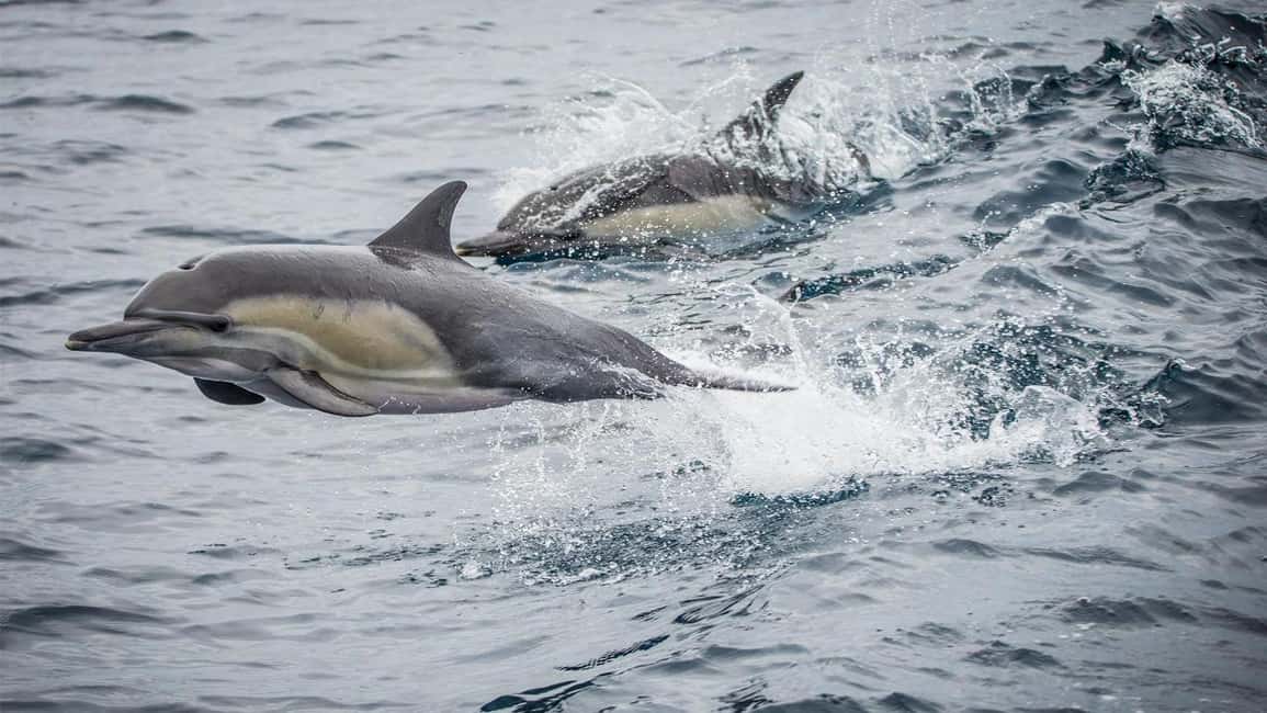 bild nr.2 av Long Beach: Valskådningskryssning och delfinskådning aktivitet i Los Angeles, uppladdad av arrangören