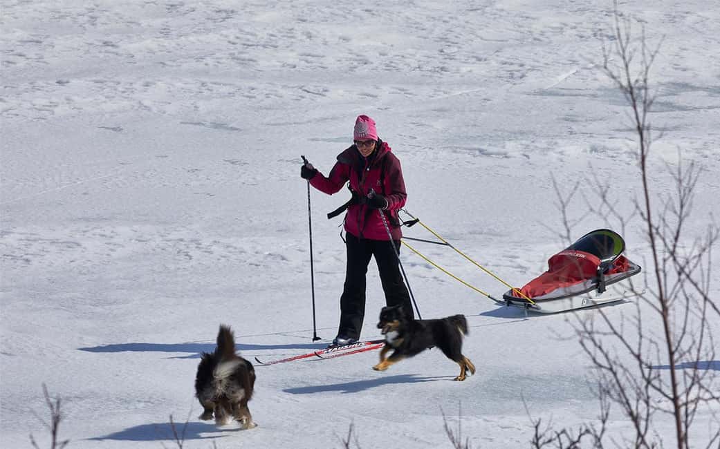 bild nr.4 av Kiruna: Längdskidåkningstur med guide aktivitet i Kiruna, uppladdad av arrangören