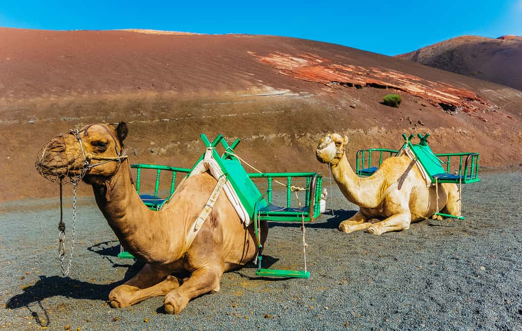 afbeelding n.3 van Arrecife: Timanfaya en Green Lagoon voor cruisepassagiers activiteit in Yaiza, Lanzarote, geüpload door aanbieder