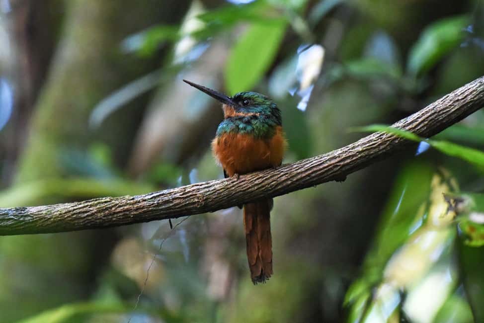 image n.69 of Carara National Park: Best Tour Carara National Park-One Day activity in Puntarenas Province, uploaded by supplier