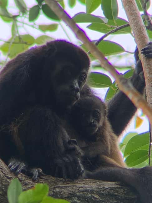 image n.3 of Cahuita: Walking Tour and Wildlife Sightseeing, Tour with Tour Guide activity in Limón Province, uploaded by supplier