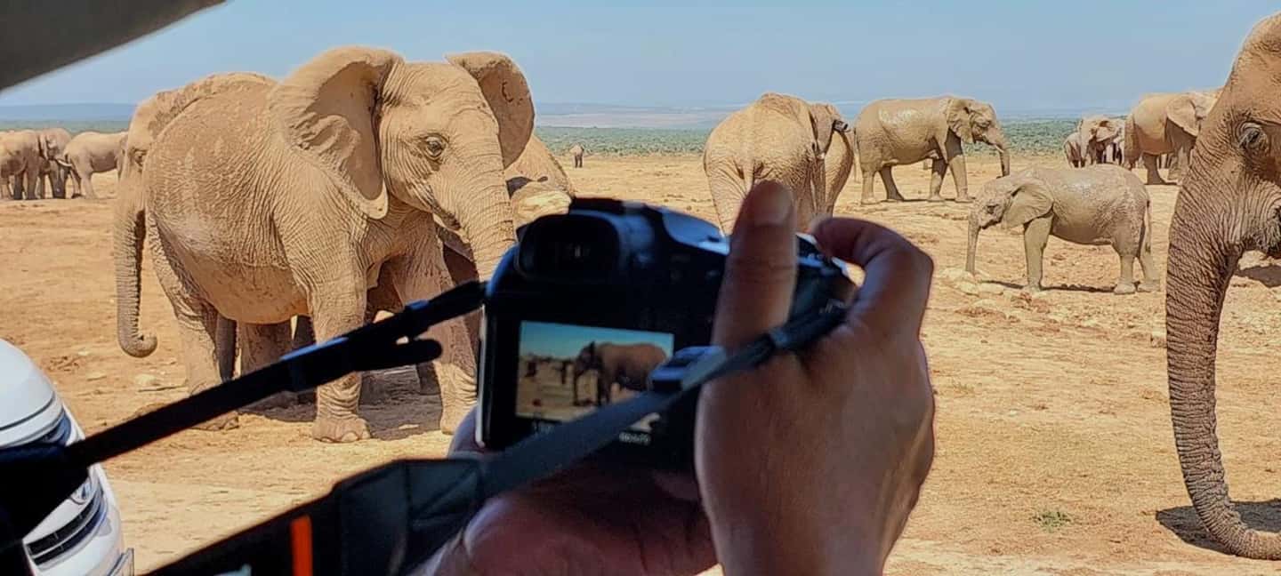 image n.1 of Addo Elephant National Park: Full-Day Safari with Lunch activity in Eastern Cape, uploaded by supplier