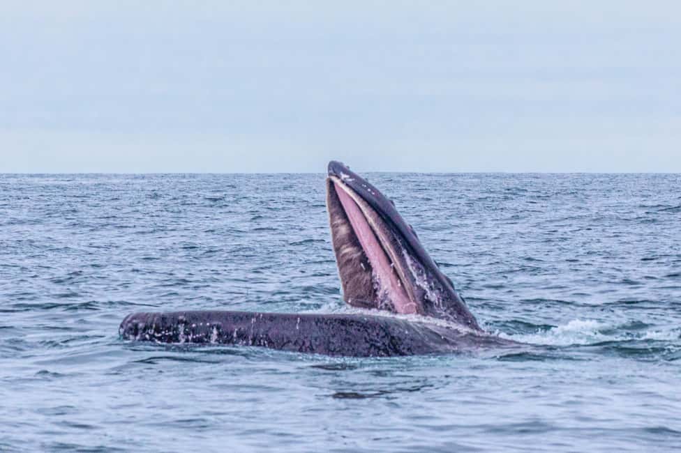 Obraz nr 6 z atrakcji Dingle: Wonders of Blasket Islands Sea Life Wycieczkowy rejs łodzią w Munster, przesłany przez organizatora