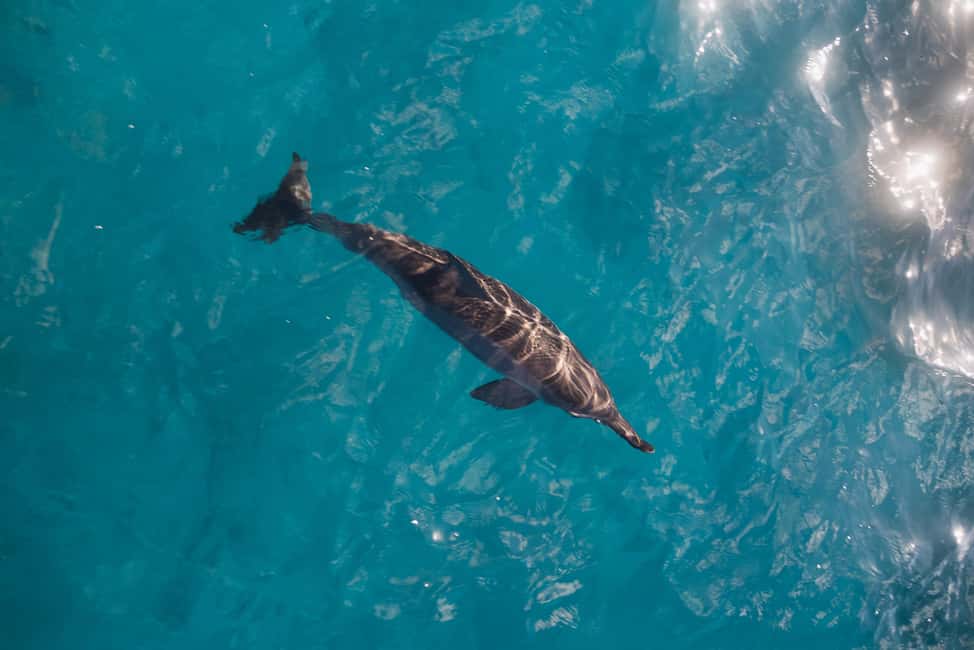 image n.6 of Oahu: Honolulu Turtle Canyon Snorkeling Tour activity in Honolulu, uploaded by supplier