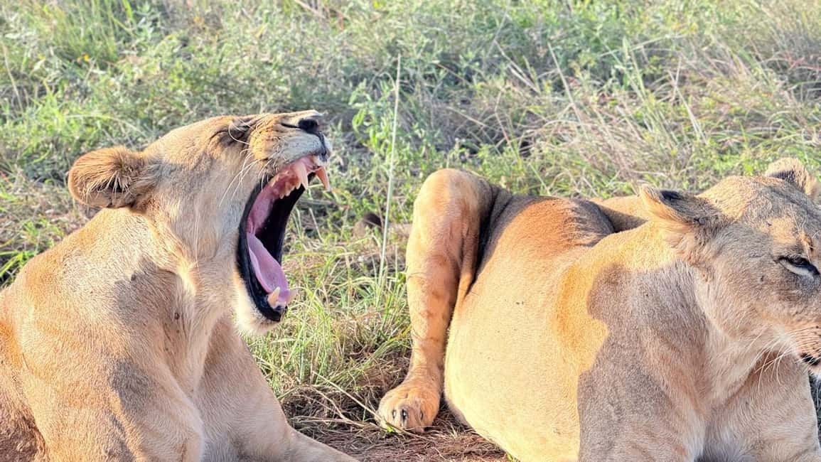 image n.13 of A day tour; Lake Nakuru national park and Naivasha Boat ride activity in Nakuru, uploaded by supplier