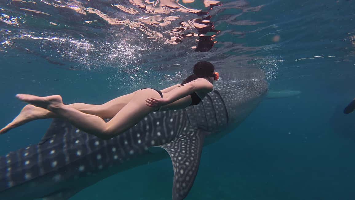 imagem n.1 de Cebu Oslob WhaleShark,Inambakan Falls& Moalboal Sardines Run atividade em Oslob, carregada pelo fornecedor