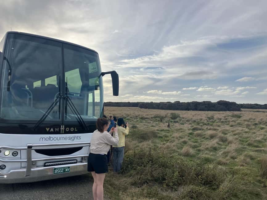 From Melbourne: Phillip Is Penguin Parade & Koala Reserve