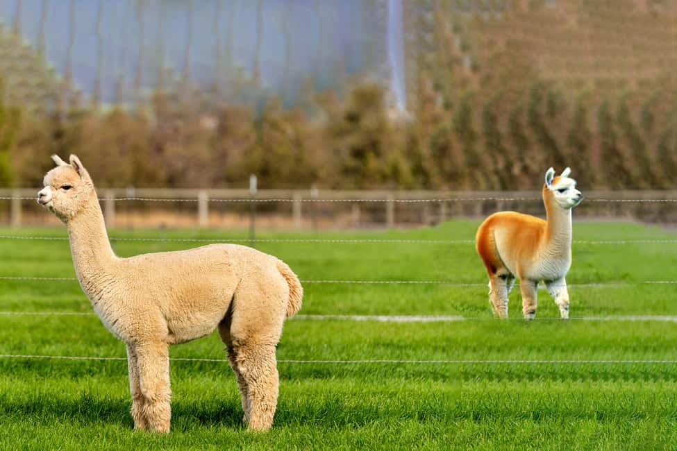 imagem n.3 de Seul: Mundo da Alpaca e Ilha Nami (+Gangchon Railbike) atividade em Gyeonggi, carregada pelo fornecedor