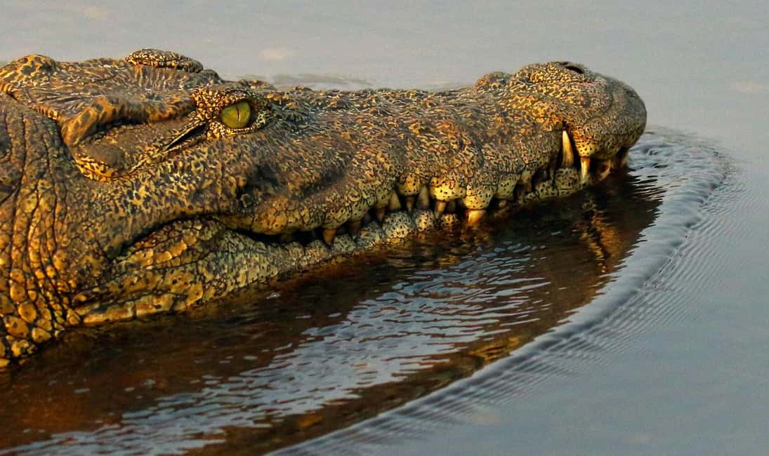 image n.14 of From Kasane: Chobe River Sunset Cruise activity in North-West District, uploaded by supplier