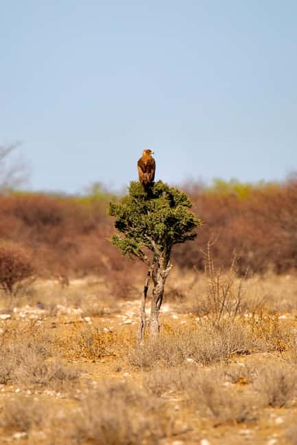 afbeelding n.1 van 4 dagen Etosha National Park en Swakopmund Lodging activiteit in Kunene-regio, geüpload door aanbieder