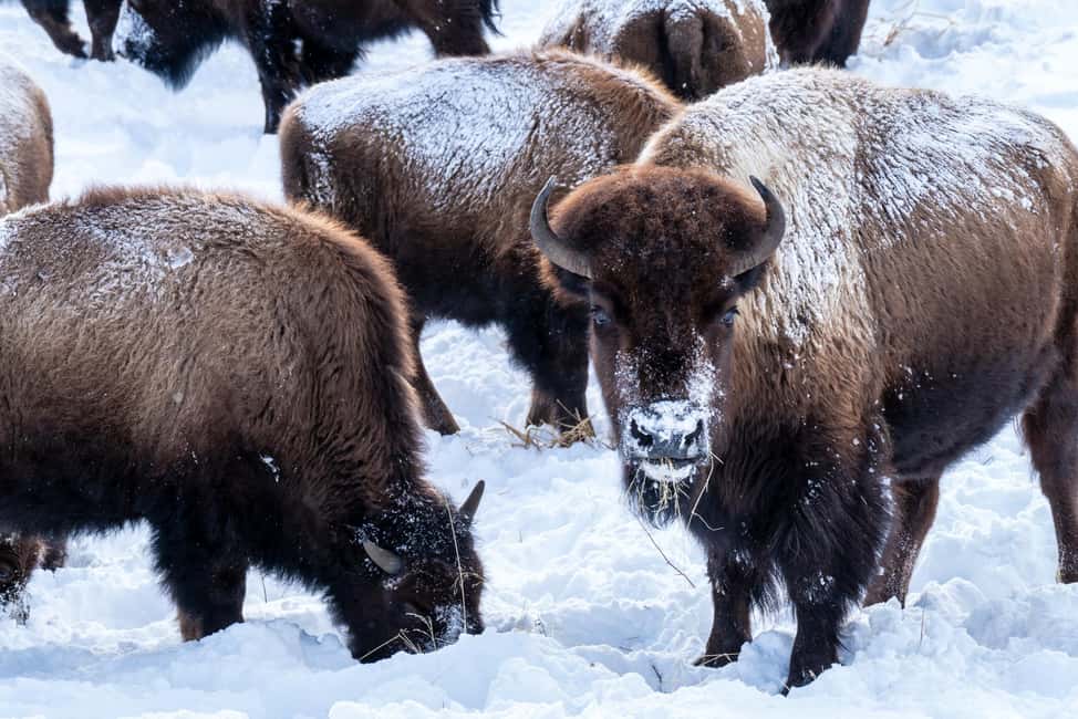 image n.9 of Yellowstone National Park: 3 Day Wildlife Photography Tour activity in Wyoming, uploaded by supplier