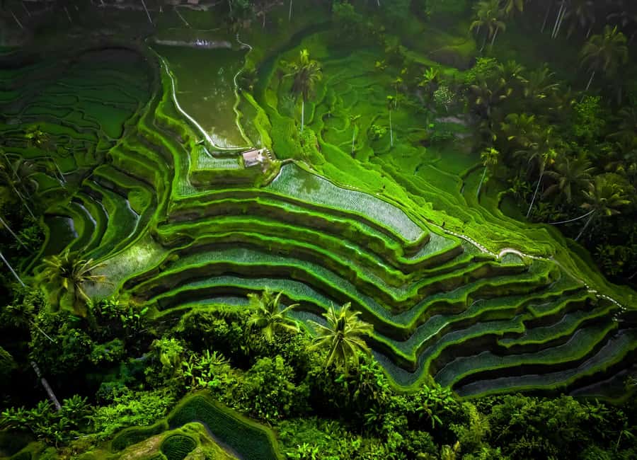 image n.5 of Bali: Customized Private Car Charter with Optional Guide activity in Ubud, uploaded by supplier