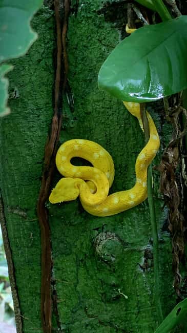 image n.2 of Cahuita: Walking Tour and Wildlife Sightseeing, Tour with Tour Guide activity in Limón Province, uploaded by supplier