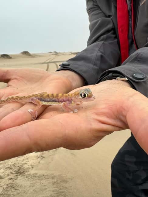 image n.70 of Walvisbay: Sandwich Harbour 4x4 Tour-Unparalleled Experience activity in Erongo, uploaded by supplier