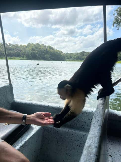 image n.13 of Panama City: Guided Jungle Adventure with Gatun Lake Cruise activity in Colón Province, uploaded by supplier