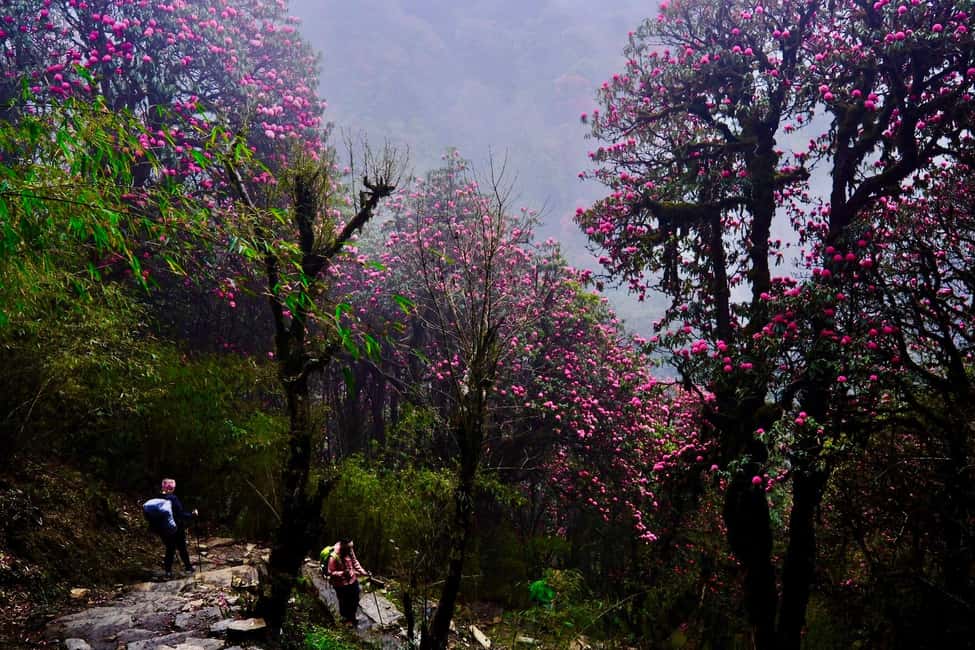 image n.8 of Pokhara: 4-Day Poon Hill and Ghandruk Guided Trek activity in Pashchimanchal, Western Region, uploaded by supplier