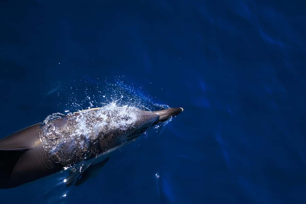 image n.11 of Vilamoura: Boat Tour Dolphin Quest activity in Vilamoura, uploaded by supplier