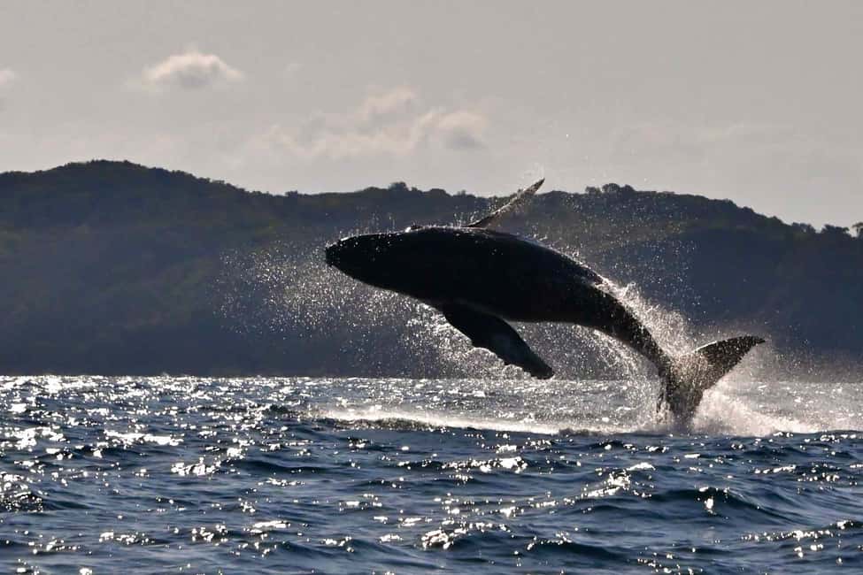 image n.2 of Noosa: Humpback Whale Watching Tour activity in Noosa Heads, uploaded by supplier