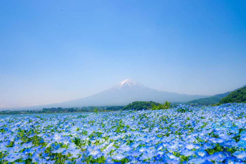 obrázek č.8 aktivity Z Tokia: Jednodenní výlet na horu Fuji, Arakurayama a jezero Kawaguchi v destinaci Fujiyoshida, nahraný poskytovatelem aktivity