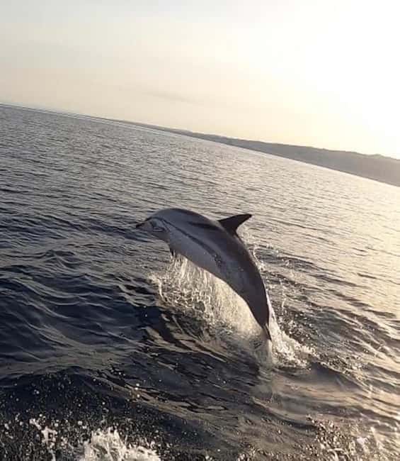 image n.3 of boat tour exploring and searching for dolphins in Acitrezza activity in Sicily, uploaded by supplier
