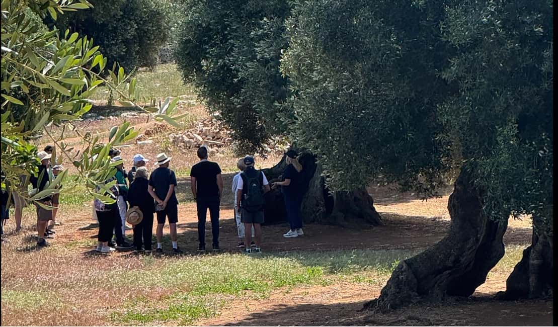 image n.2 of Ostuni: Farm tour among thousand-year-old olive trees with oil tasting activity in Ostuni, uploaded by supplier