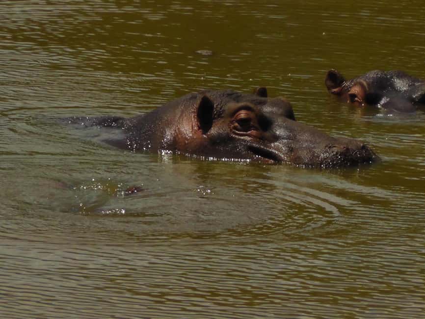image n.8 of Port Elizabeth:2-Day Schotia Safaris & Addo Wildlife Reserve activity in Eastern Cape, uploaded by supplier